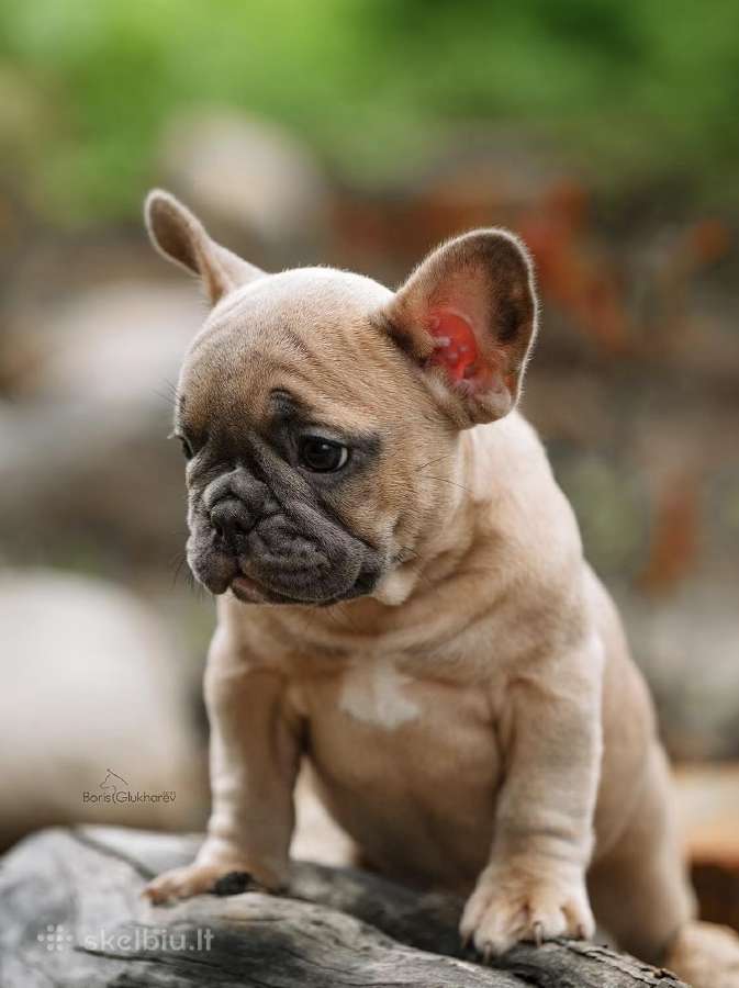 Kilmingi Prancuzu buldogai / French buldog - nuotraukos Nr. 7