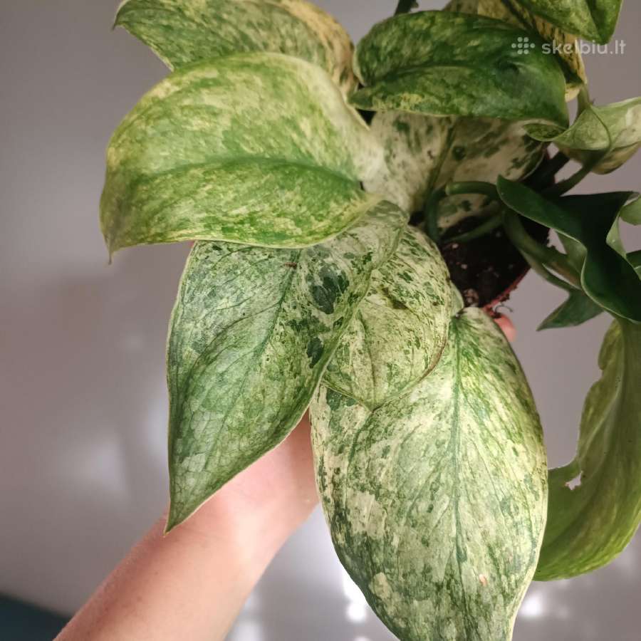 Scindapsus Peasun Variegata karpiniai - nuotraukos Nr. 2