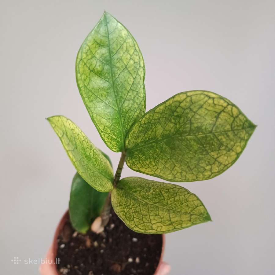 Zamioculcas Zamiifolia Chameleon - nuotraukos Nr. 2