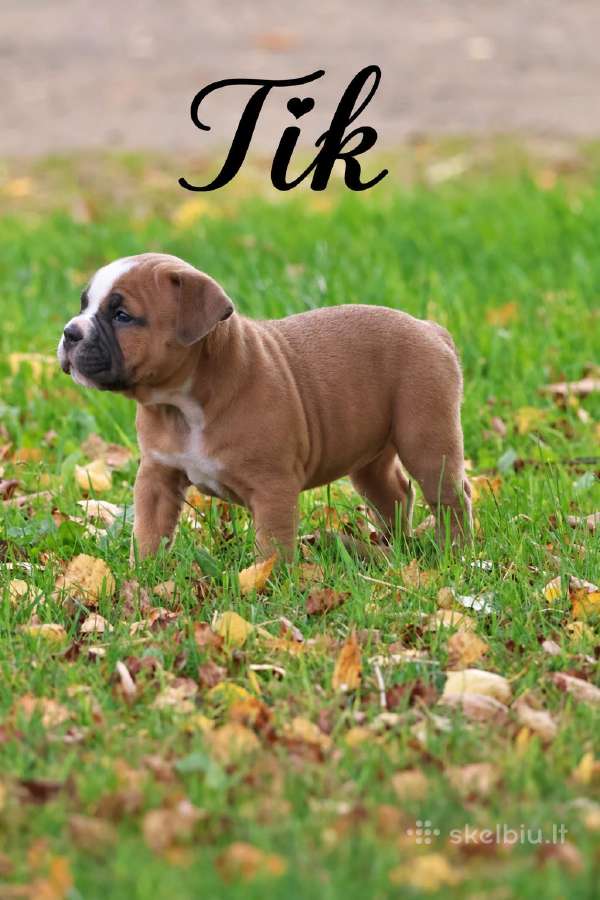 Old English Bulldog Šuniukai – Švedijoje - nuotraukos Nr. 2