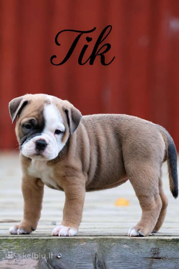 Old English Bulldog Šuniukai – Švedijoje - nuotraukos Nr. 3