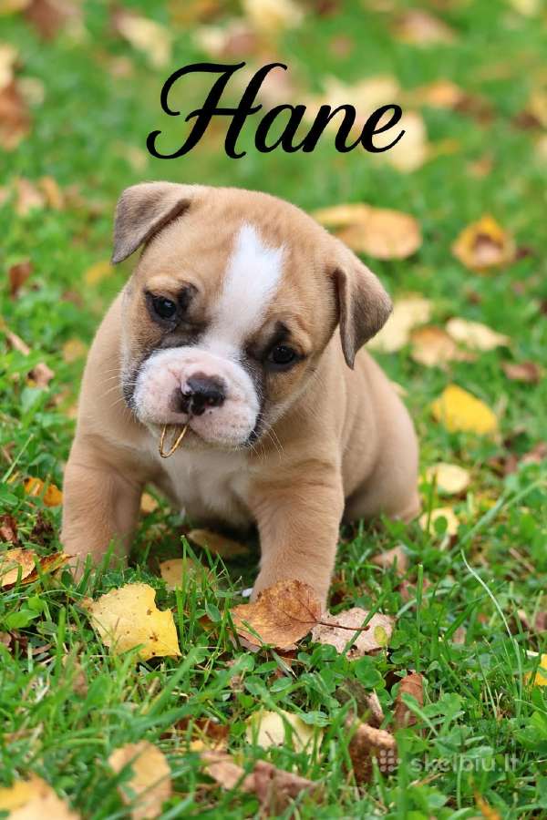 Old English Bulldog Šuniukai – Švedijoje - nuotraukos Nr. 4