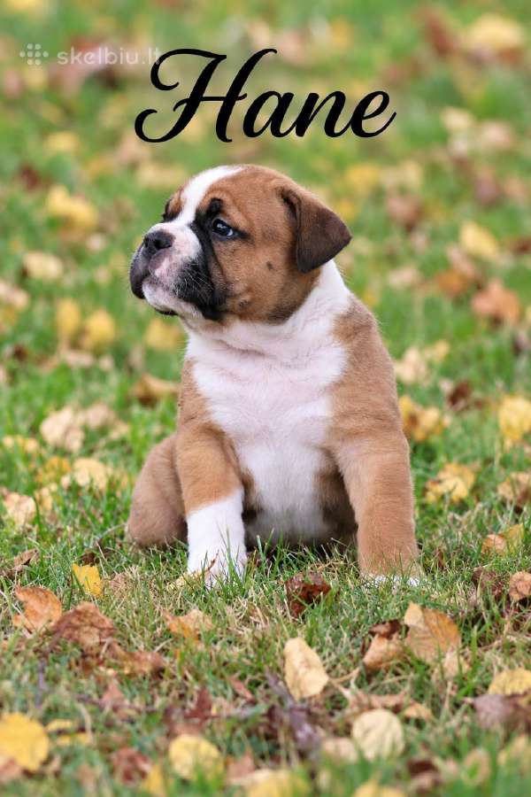Old English Bulldog Šuniukai – Švedijoje - nuotraukos Nr. 5