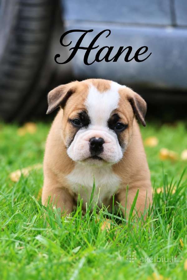 Old English Bulldog Šuniukai – Švedijoje - nuotraukos Nr. 6