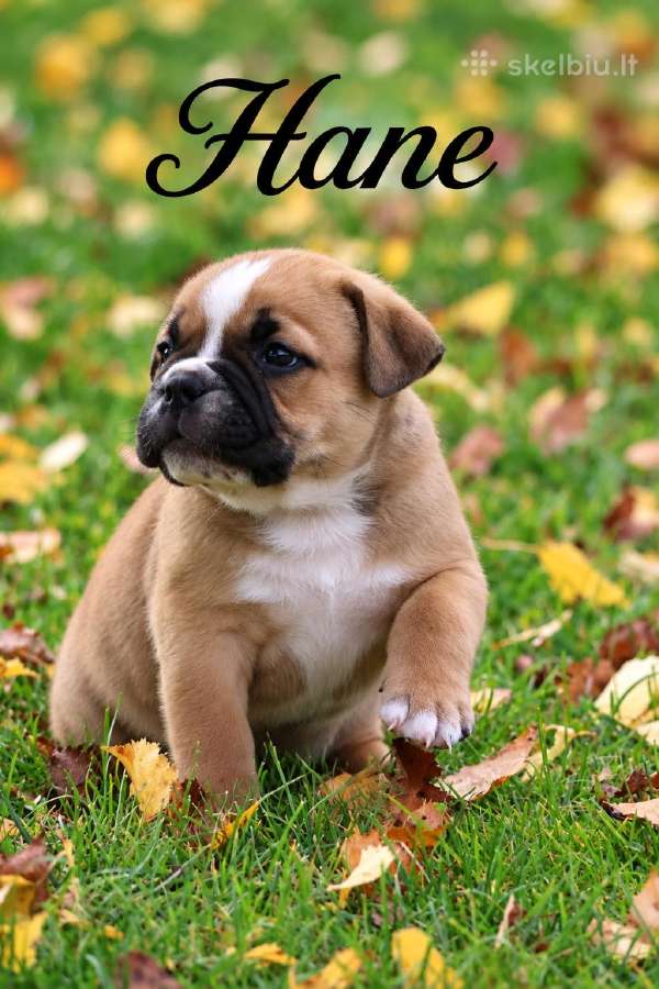 Old English Bulldog Šuniukai – Švedijoje - nuotraukos Nr. 7