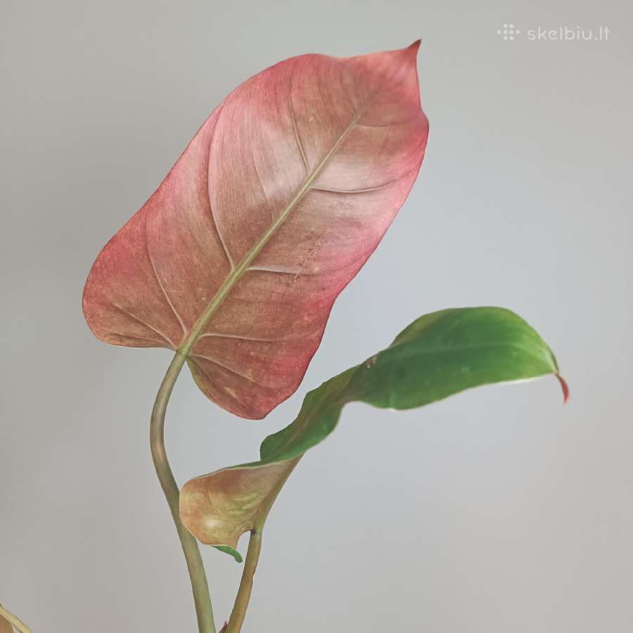 Philodendron Whipple Way Green - nuotraukos Nr. 2