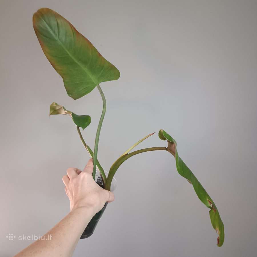 Philodendron Whipple Way Green - nuotraukos Nr. 6