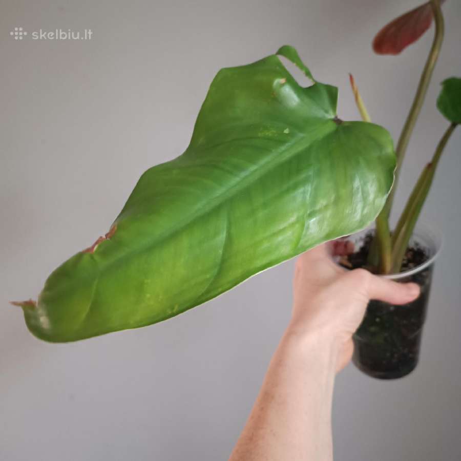 Philodendron Whipple Way Green - nuotraukos Nr. 3
