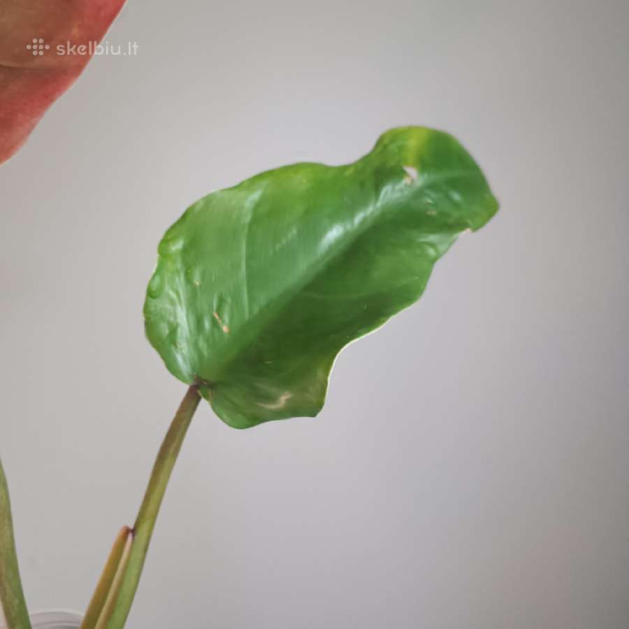 Philodendron Whipple Way Green - nuotraukos Nr. 4