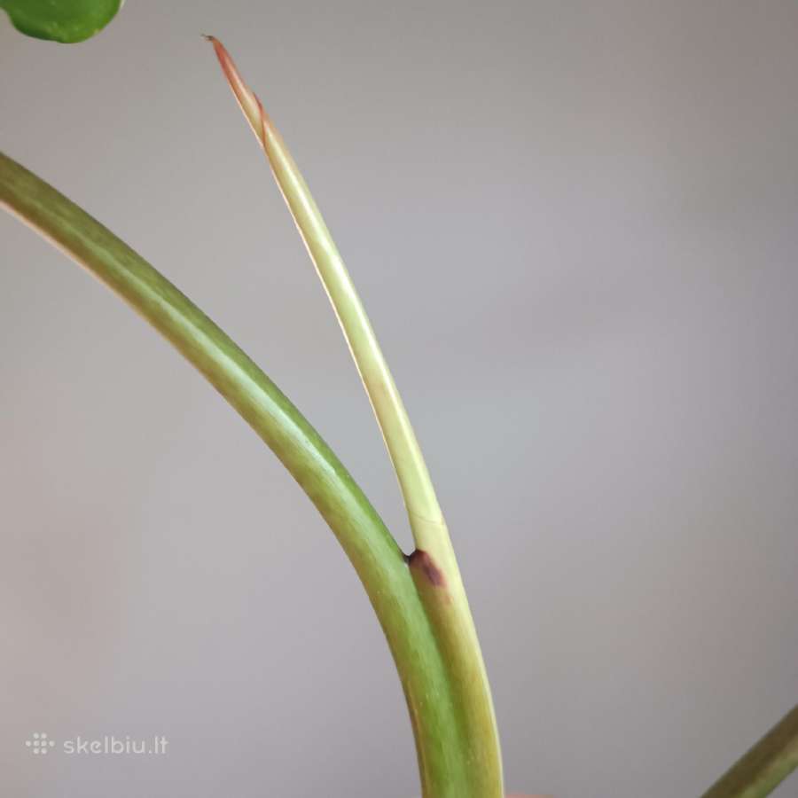 Philodendron Whipple Way Green - nuotraukos Nr. 5