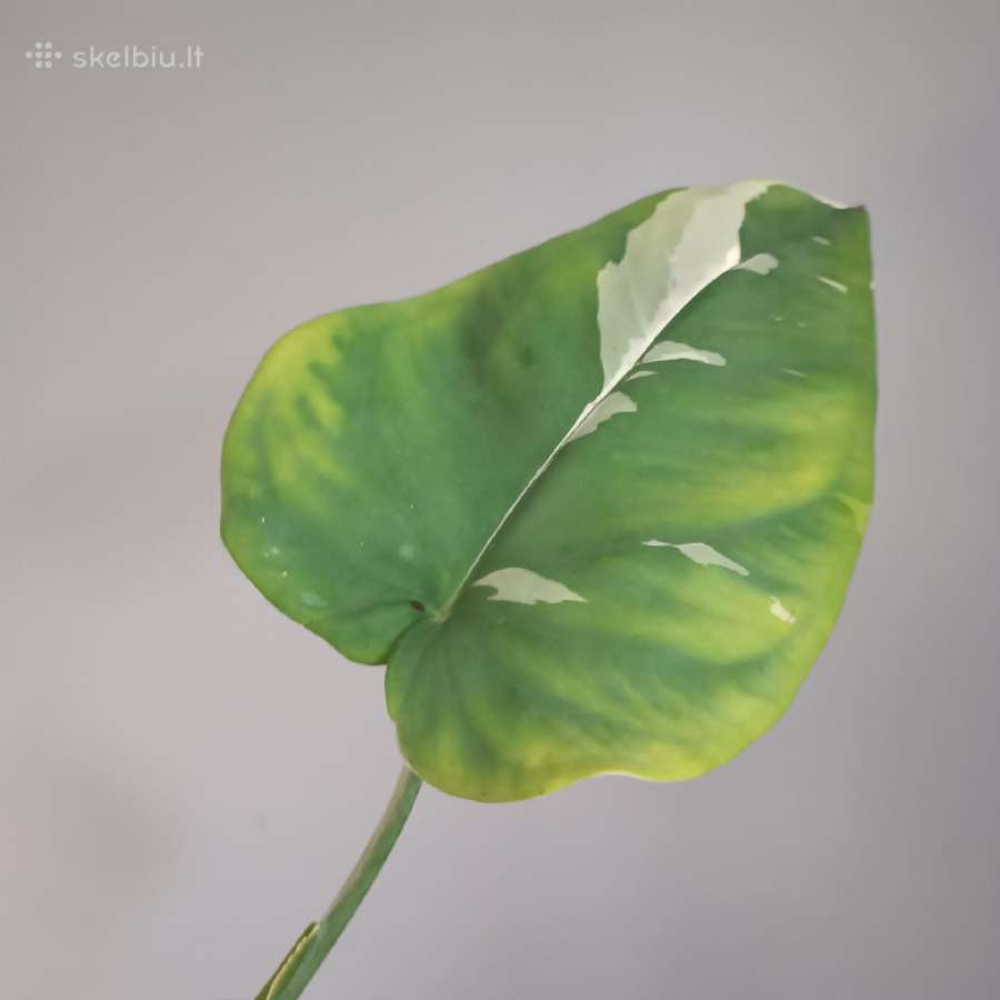Syngonium Chiapense variegated - nuotraukos Nr. 2