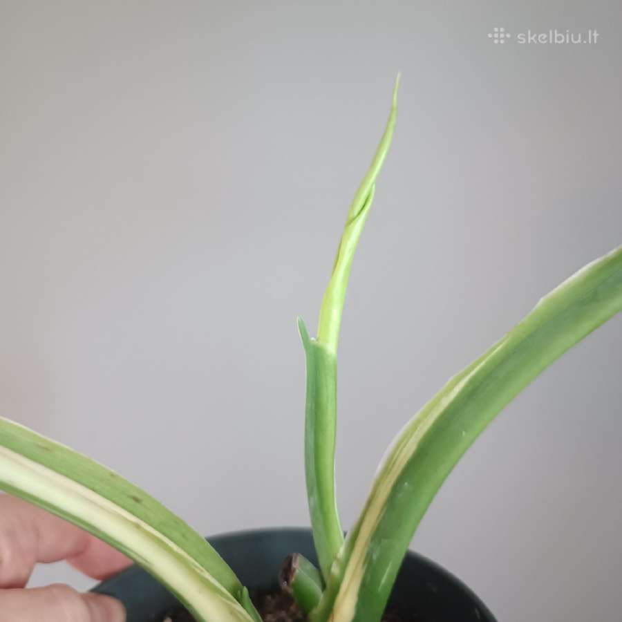 Syngonium Chiapense variegated - nuotraukos Nr. 3