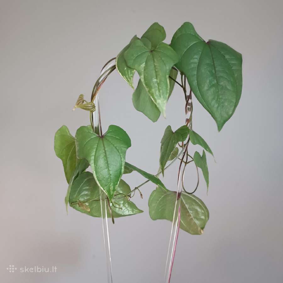 Dioscorea sp. Variegated - nuotraukos Nr. 5