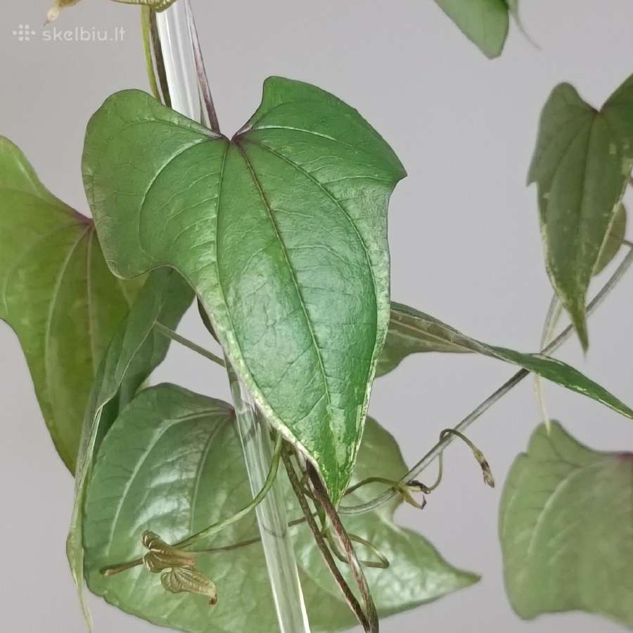 Dioscorea sp. Variegated - nuotraukos Nr. 2