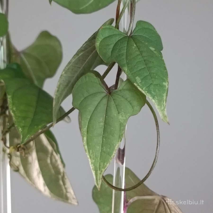 Dioscorea sp. Variegated - nuotraukos Nr. 3