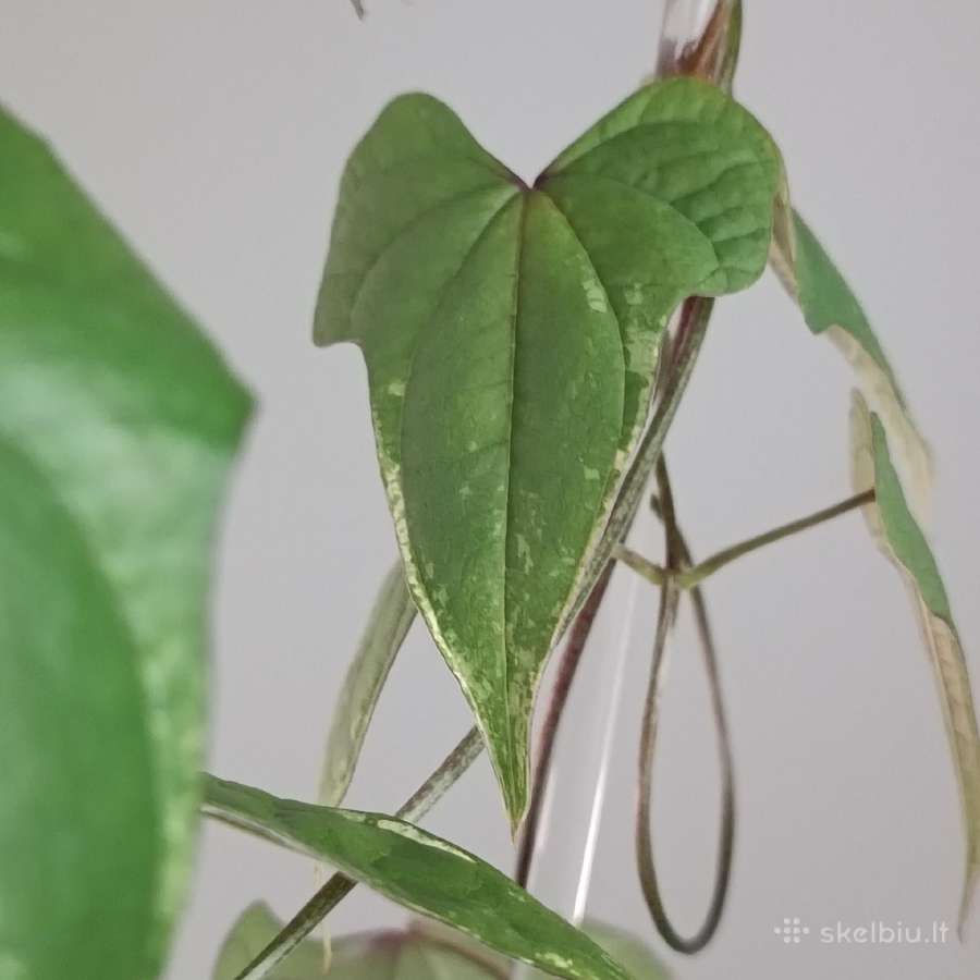 Dioscorea sp. Variegated - nuotraukos Nr. 4
