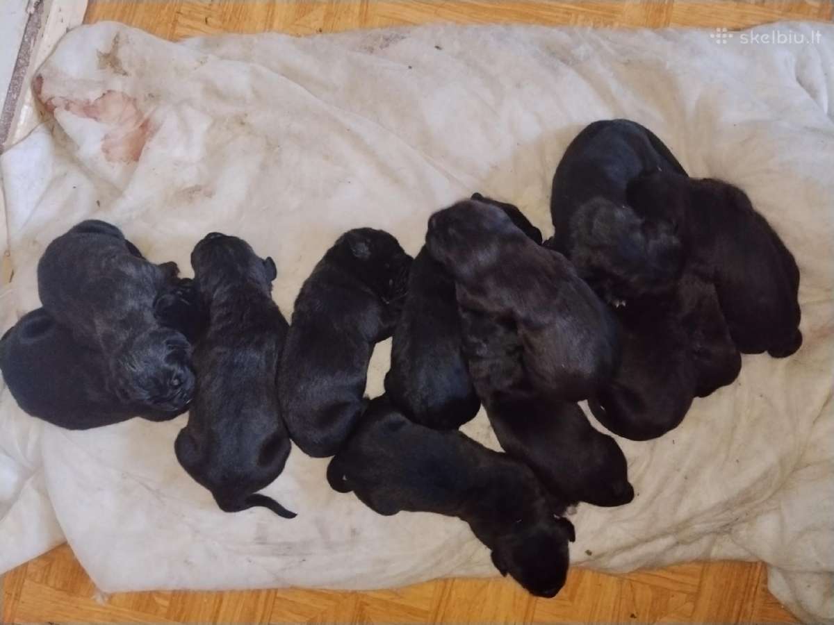 Cane Corso - nuotraukos Nr. 3