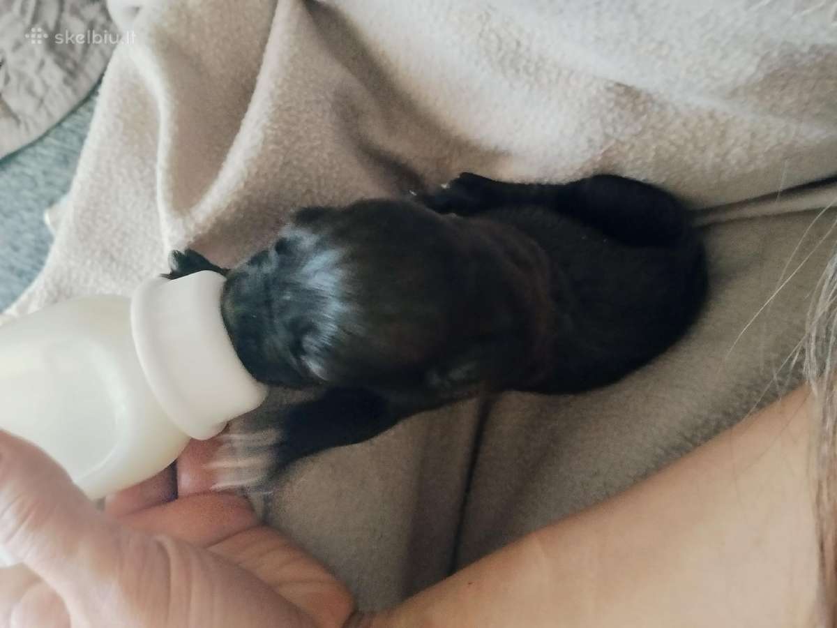 Cane Corso - nuotraukos Nr. 4