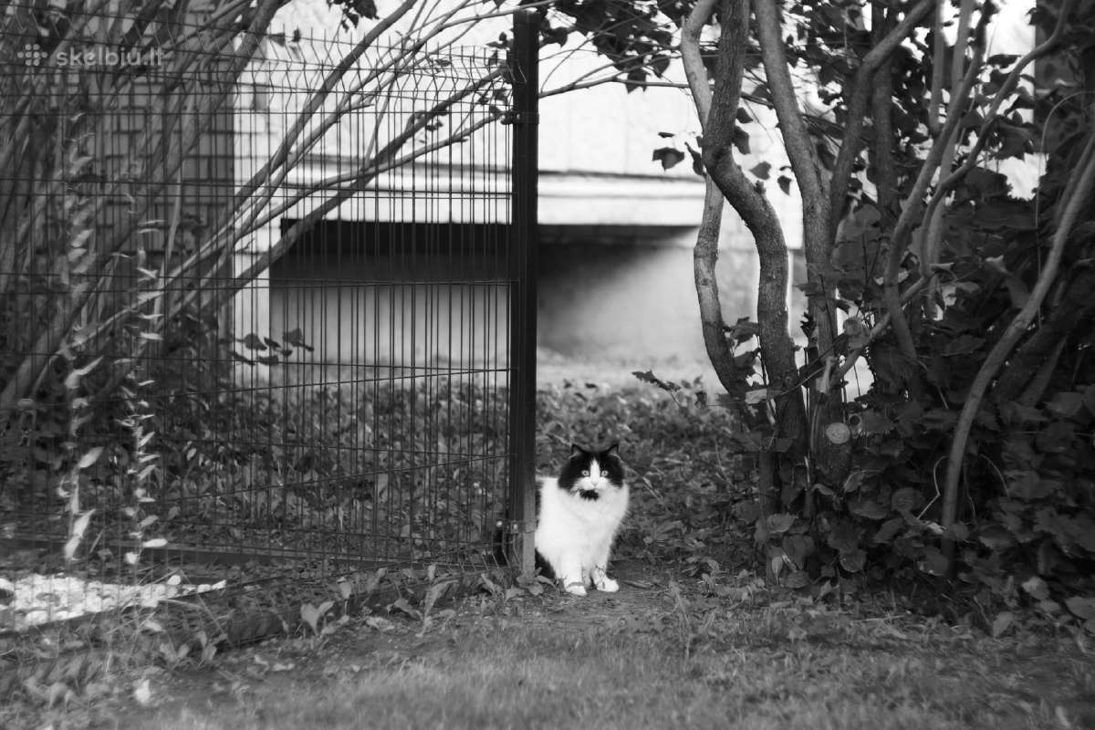 Objektyvas Helios 44m 58mm F2 Mc - nuotraukos Nr. 6