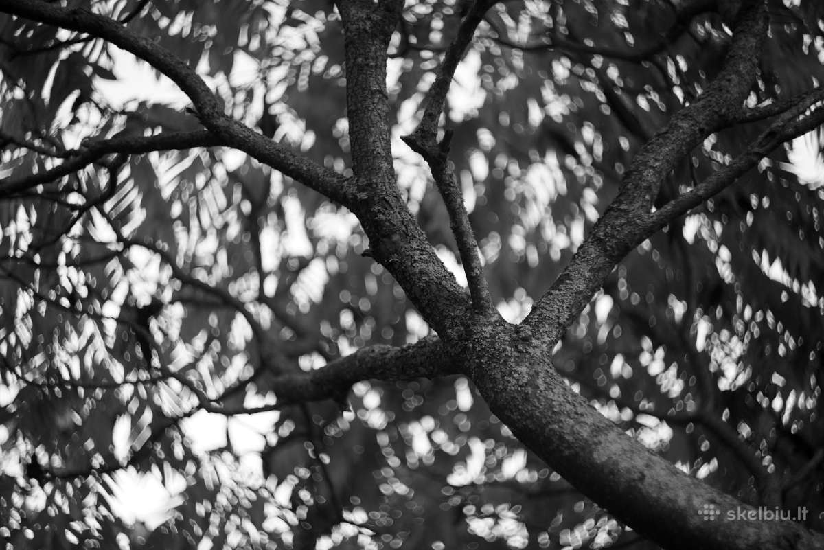 Objektyvas Helios 44m 58mm F2 Mc - nuotraukos Nr. 7