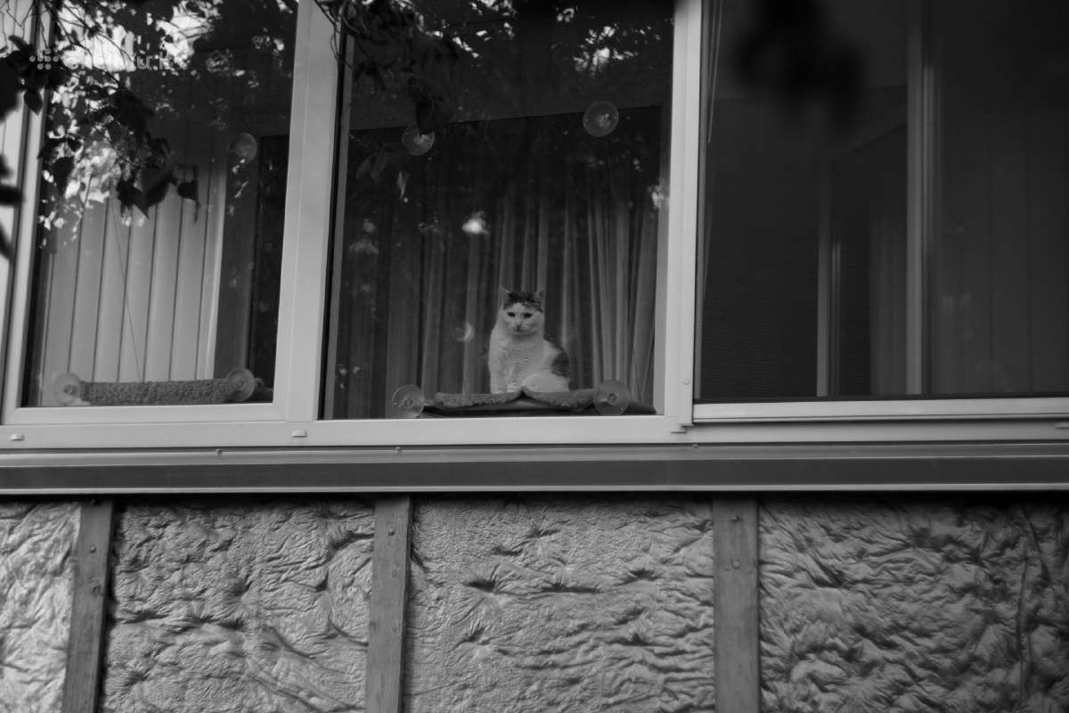 Objektyvas Helios 44m 58mm F2 Mc - nuotraukos Nr. 8