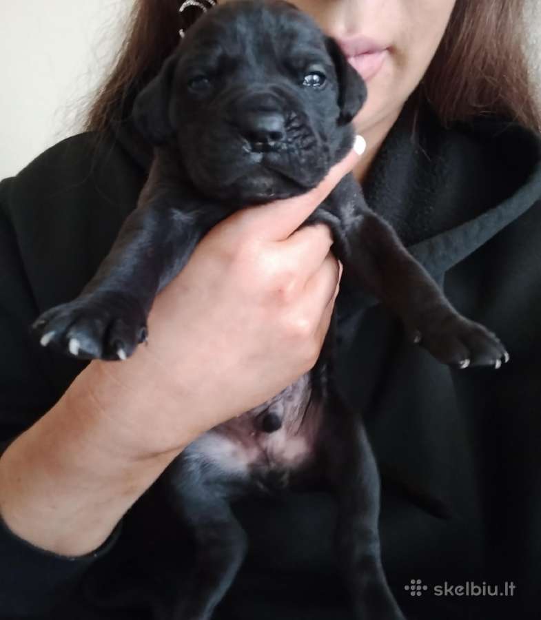 Cane Corso - nuotraukos Nr. 5