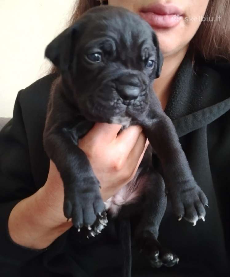 Cane Corso - nuotraukos Nr. 6