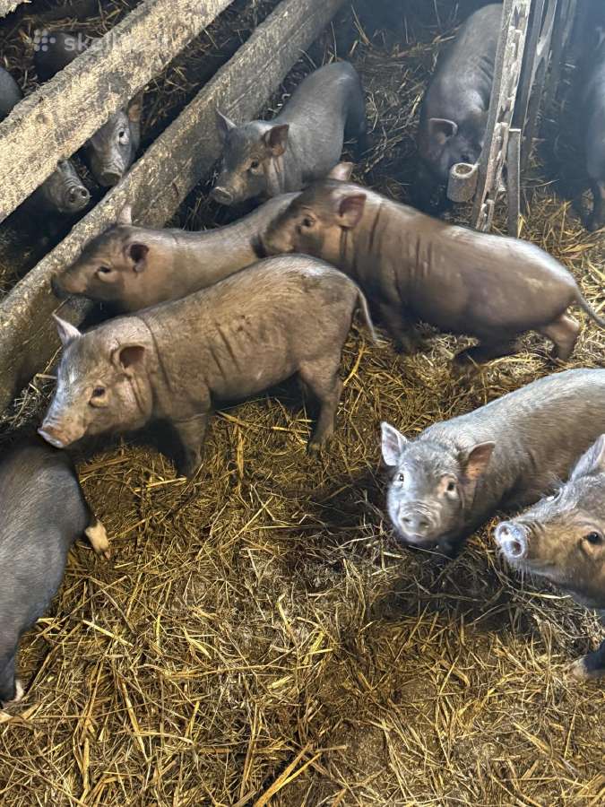 Vietnamietiški paršiukai - nuotraukos Nr. 2