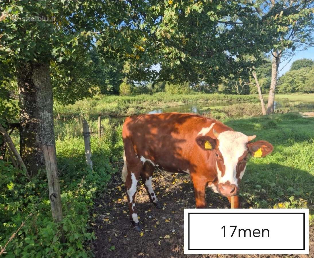 Pieninės telyčios - nuotraukos Nr. 2