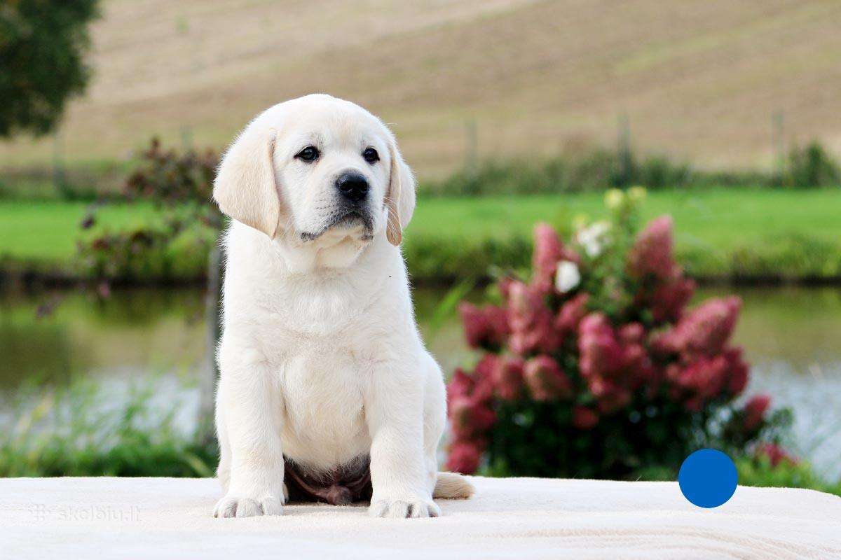 Kilmingi Labradoro retriverių veislės šuniukai - nuotraukos Nr. 13