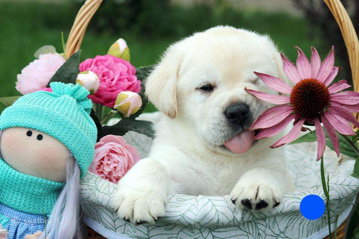 Kilmingi Labradoro retriverių veislės šuniukai - nuotraukos Nr. 12
