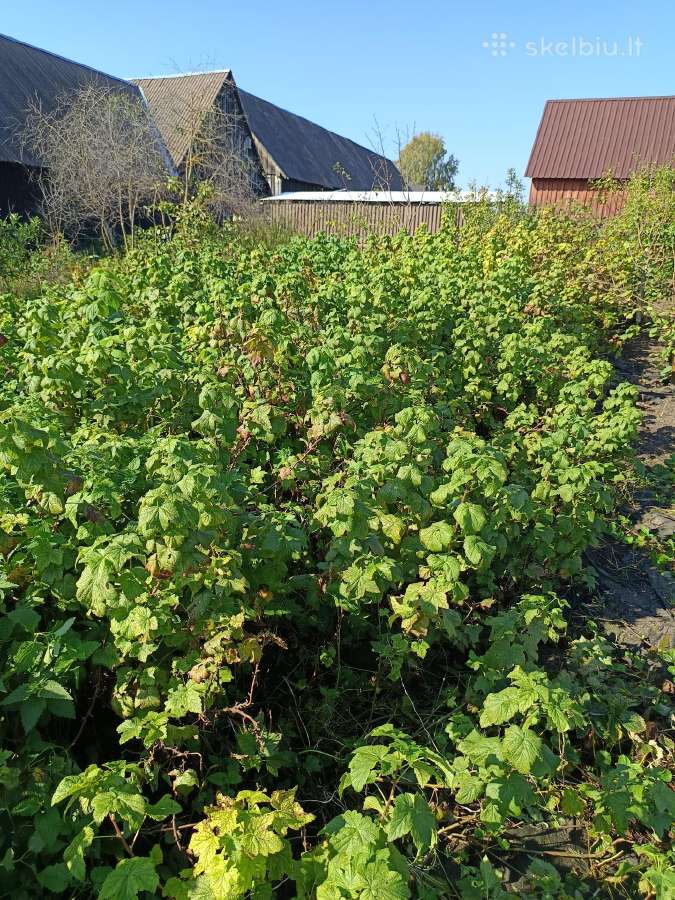 Desertinių juodųjų serbentų krumai - nuotraukos Nr. 2