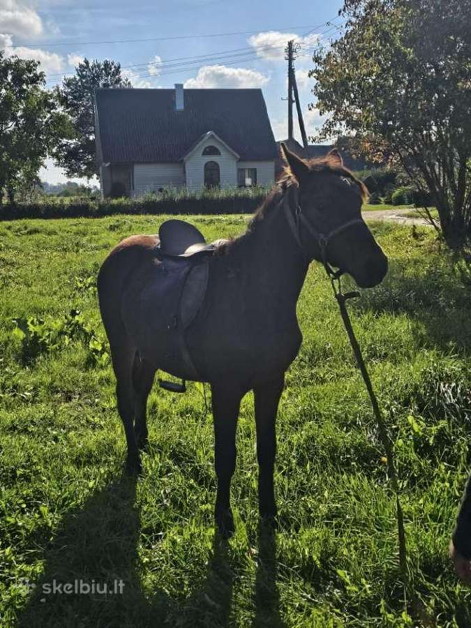Parduodu eržiliuka - nuotraukos Nr. 2