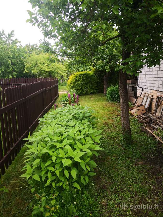 Sodo sklypas prie tvenkinio - nuotraukos Nr. 12