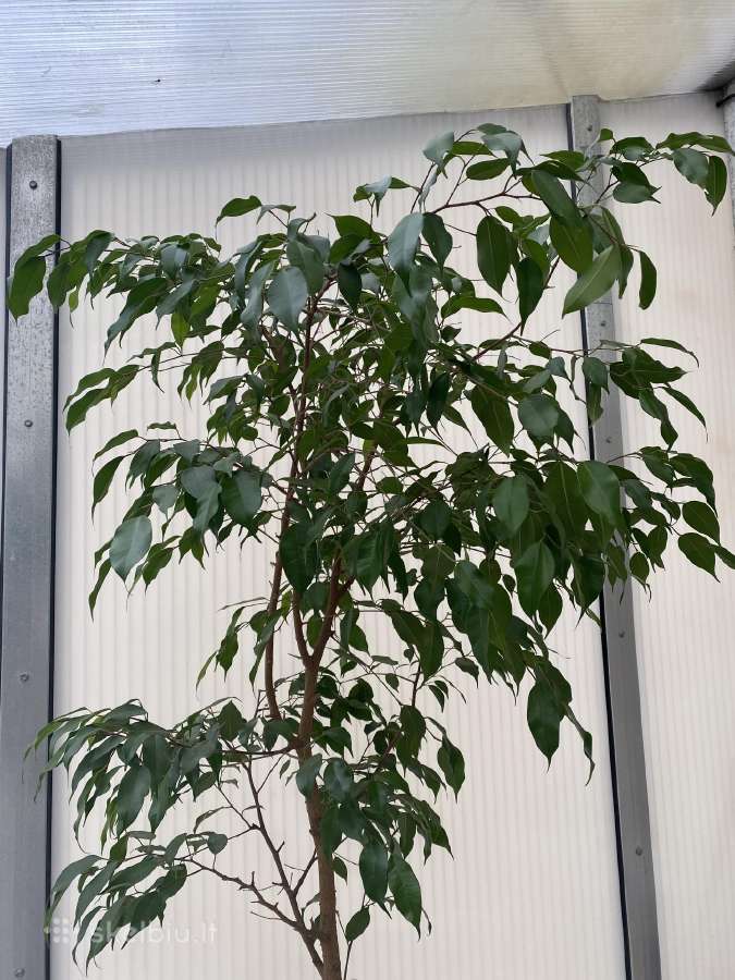 Fikusas 150 cm skubiai - nuotraukos Nr. 3