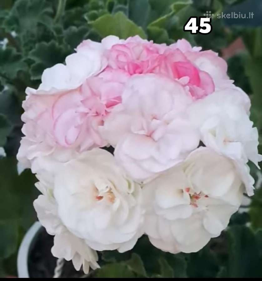 Bengalai. Pelargonija. Bengalai - nuotraukos Nr. 30
