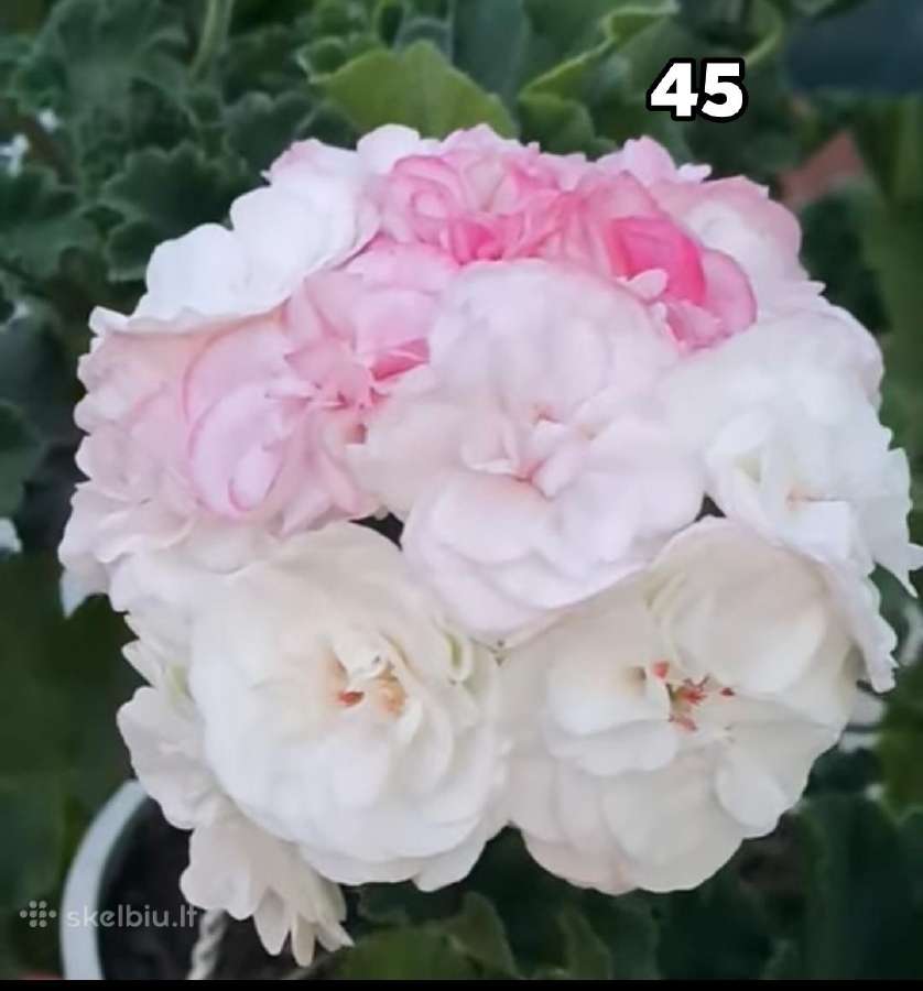 Pelargonija. eukomius 2.5€ kanos 1.80.10€ - nuotraukos Nr. 31