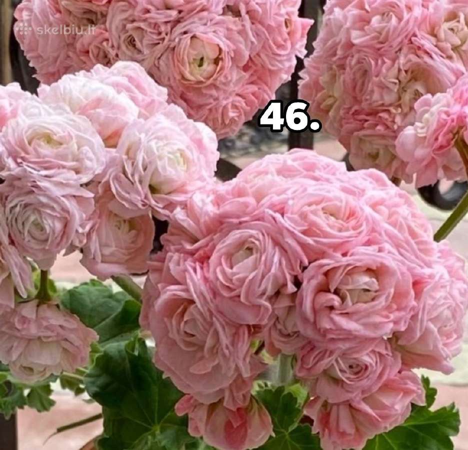 Bengalai. Pelargonija. Bengalai - nuotraukos Nr. 31