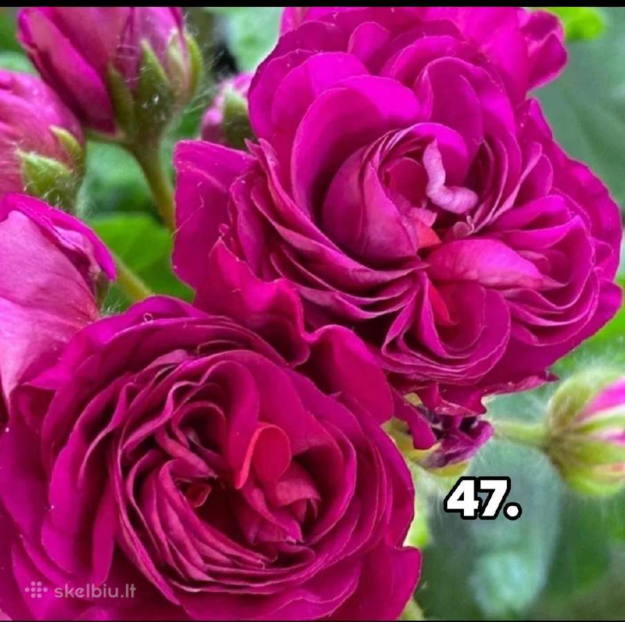 Pelargonija. eukomius 2.5€ kanos 1.80.10€ - nuotraukos Nr. 33