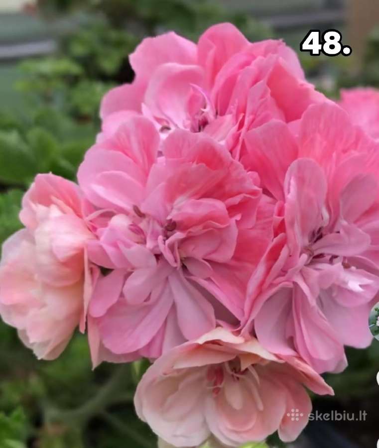 Bengalai. Pelargonija. Bengalai - nuotraukos Nr. 32