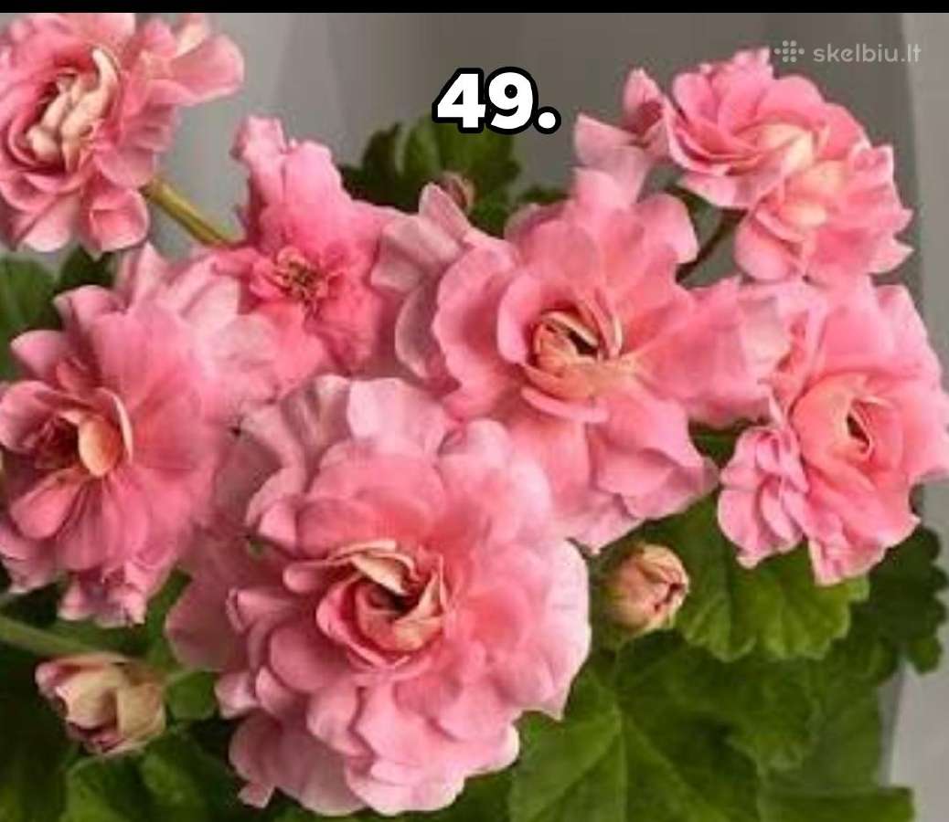 Pelargonija. eukomius 2.5€ kanos 1.80.10€ - nuotraukos Nr. 35
