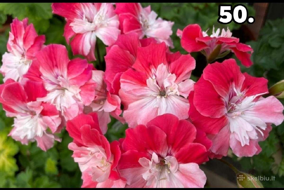 Pelargonija. eukomius 2.5€ kanos 1.80.10€ - nuotraukos Nr. 36