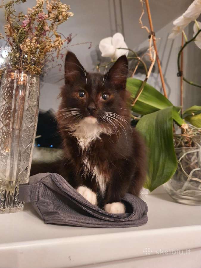 Trims kačiukams ieškome rūpestingų šeimininkų - nuotraukos Nr. 5
