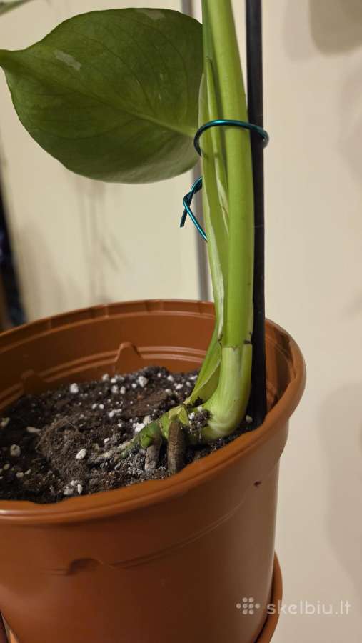 Monstera thai constelation - nuotraukos Nr. 2
