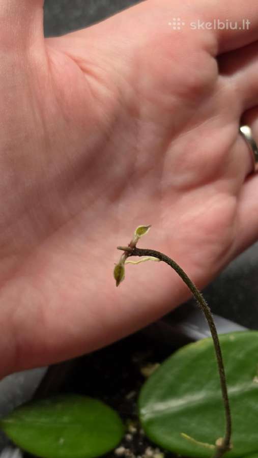 Vaškuolė hoya vangviengiensis - nuotraukos Nr. 2