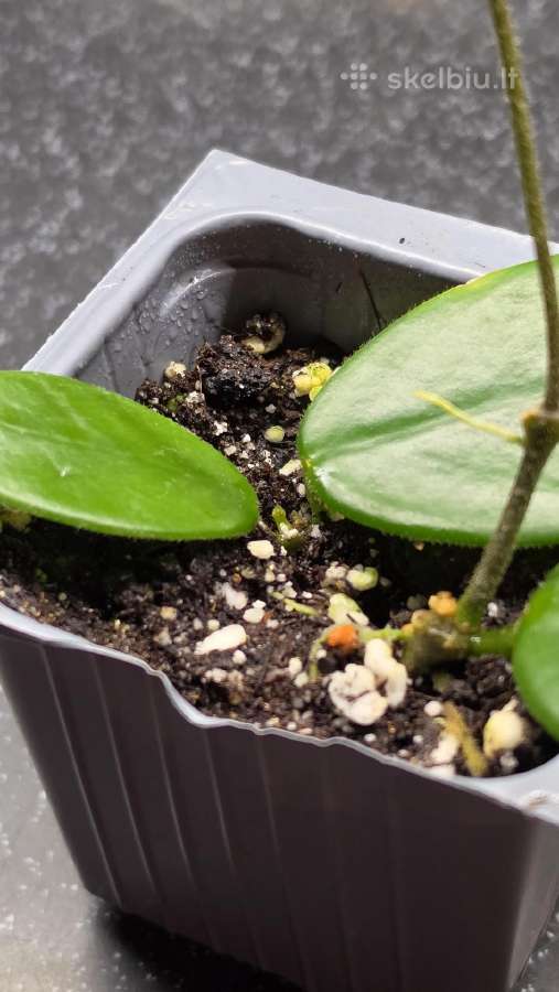 Vaškuolė hoya vangviengiensis - nuotraukos Nr. 3