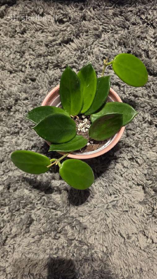 Vaškuolė hoya vangviengiensis - nuotraukos Nr. 4