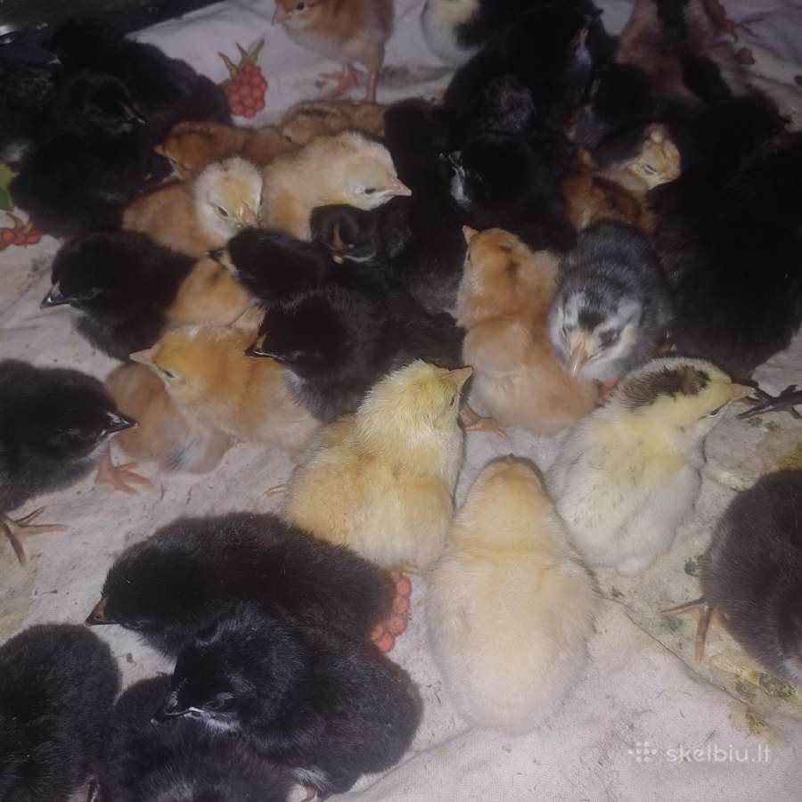 Parduodu Viščiukus - nuotraukos Nr. 3
