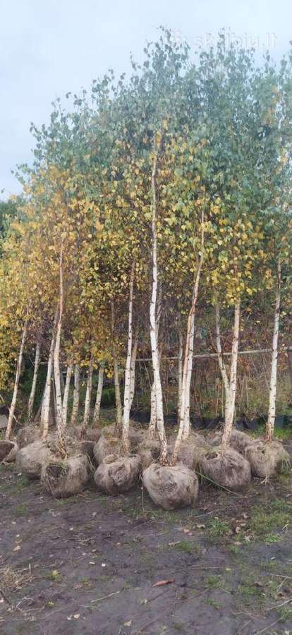 Beržas karpotasis ( Betula pendula) - nuotraukos Nr. 2