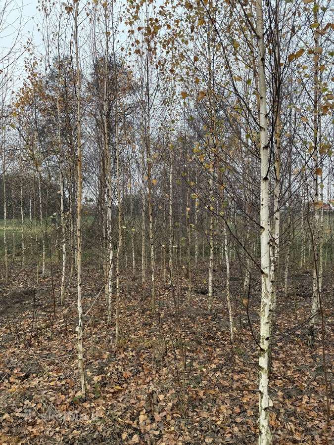 Beržas karpotasis ( Betula pendula) - nuotraukos Nr. 3